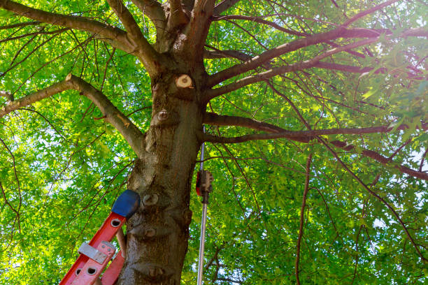  Lincoln, IL Tree Services Pros